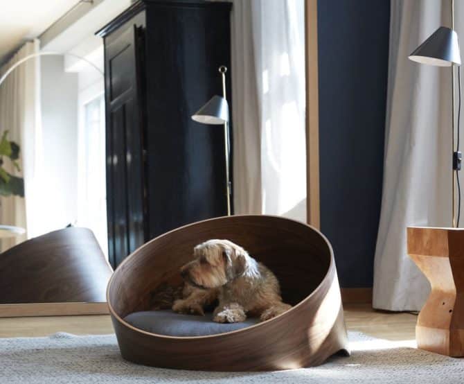 Image Harmonious Living With Furry Friends