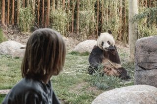 Image The “Bear” Essentials: Copenhagen Zoo’s New Panda Enclosure Makes a BIG Impression