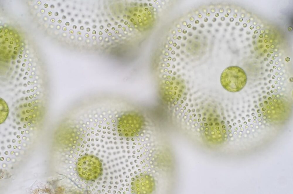 Make sure the bio-based materials you choose work! Courtesy of Flora.