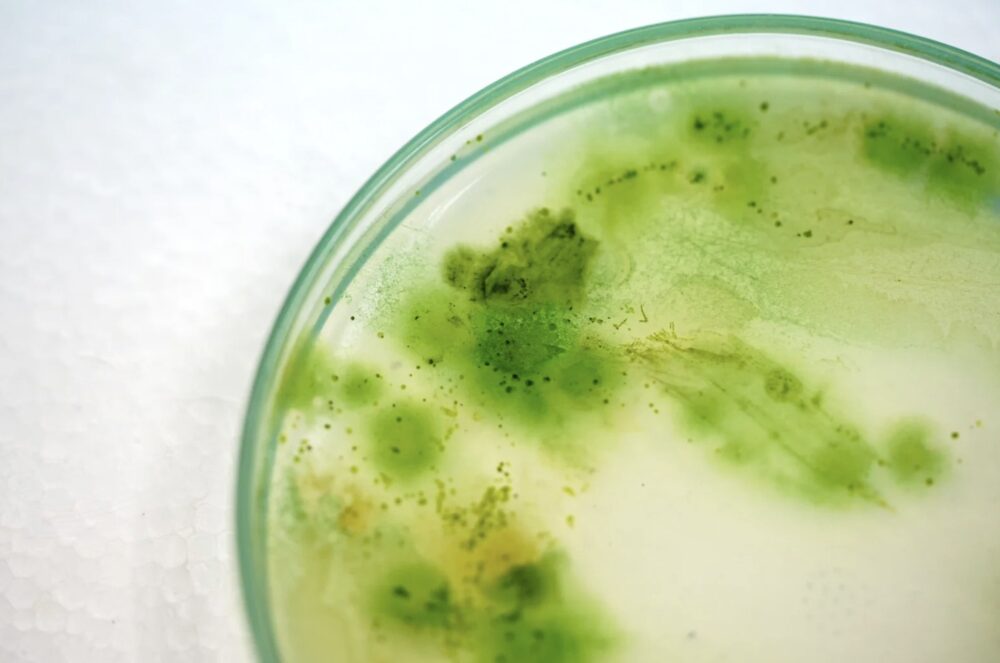 Eliminating toxic chemicals with bio-based alternatives. Courtesy of Flora.