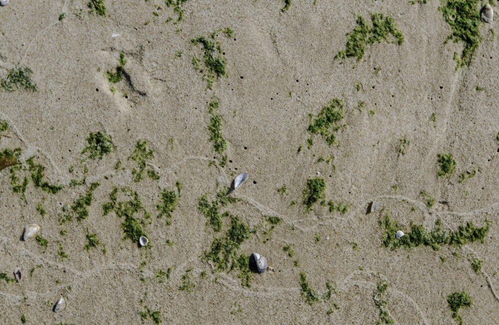 Putting manufacturing back in the US by sourcing local and recycling. Courtesy of Flora.